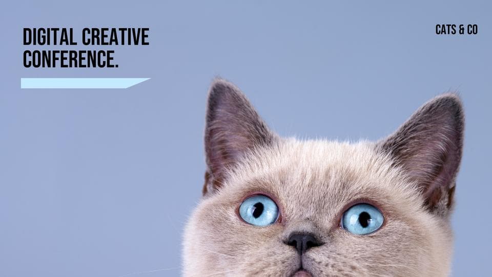 Cute Cat Background thumbnail